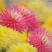 chrysanthemums 130908